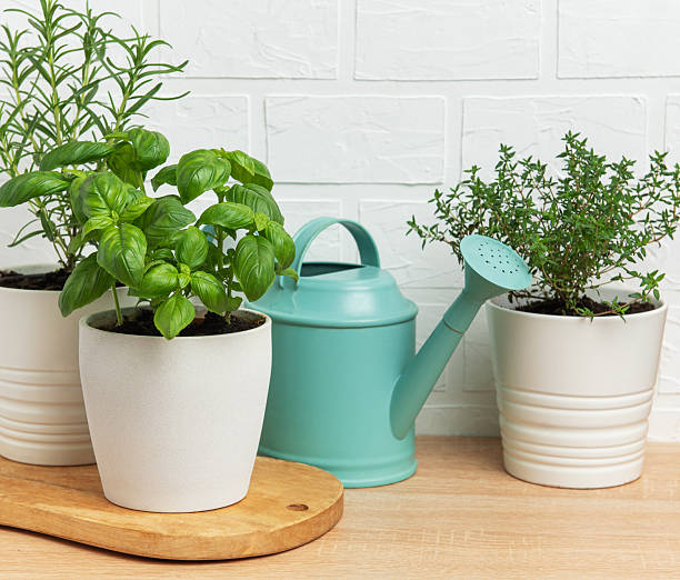 istock Aromatic herbs growing in pots with watering can on wooden table 2210391086
