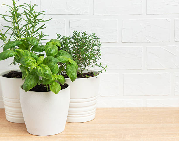 istock Fresh herbs growing in white pots on wooden table 2210391090