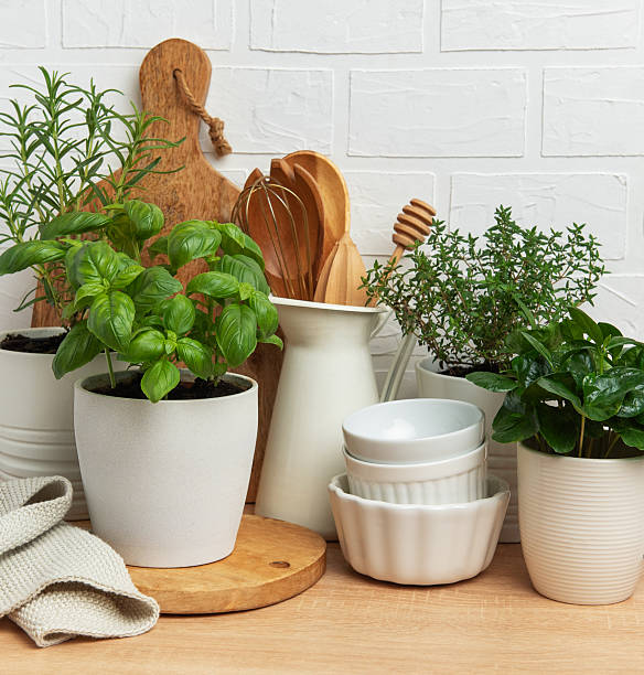 Aromatic herbs thrive in pots alongside kitchen utensils and white crockery, embodying a cozy kitchen atmosphere against a white brick wall