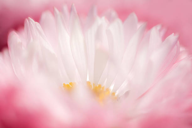 Close-uo of pink and white flower in a garden.