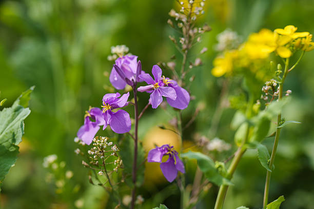 Close-up of purple rape blossoms (Orychophragmus) blooming in spring