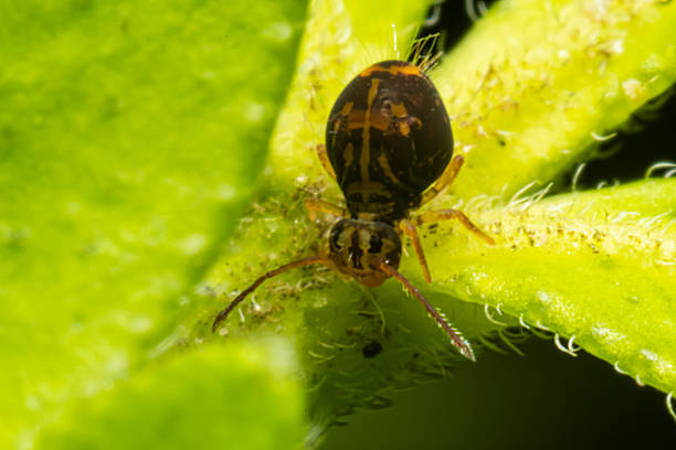 istock Dicyrtomina ornata springtail on leaf, colorful soil arthropod 2210395877