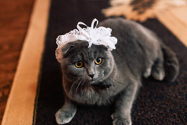 A cat wearing a white lace headband. The cat is looking at the camera with a sad expression