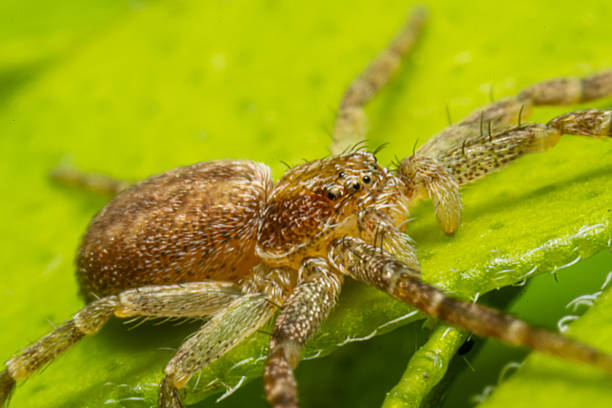 istock Philodromus spec. crab spider on leaf, unidentified hunting arachnid 2210397341