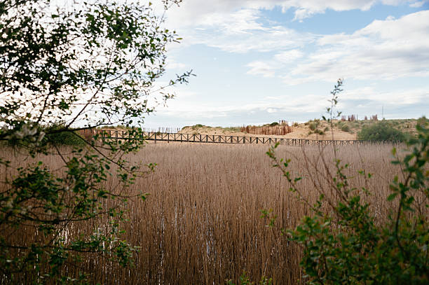 Wooden footbridge in a natural area