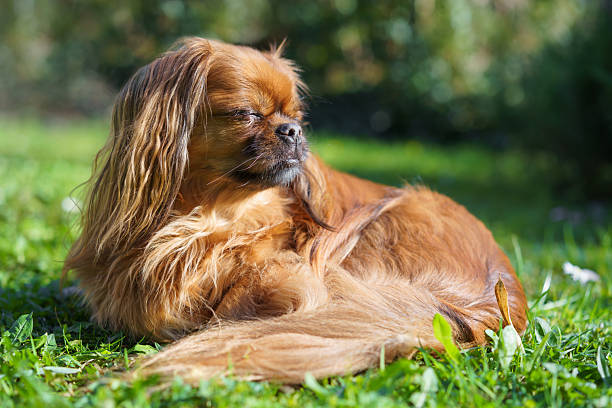 A Tibetan Spaniel enjoying the sunshine and warm weather with eyes closed while lying on the grass. A Tibetan Spaniel enjoying the sunshine and warm weather with eyes closed while lying on the grass. tibetan spaniel stock pictures, royalty-free photos & images
