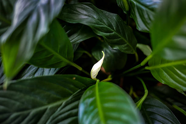 Blooming white flowers spathiphyllum