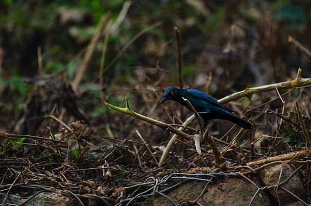 istock Asian glossy starling with red eyes 2210403072