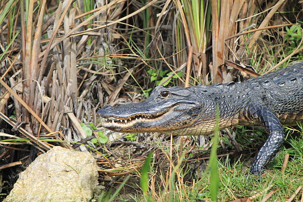 istock Alligator in the Glades 2210403797
