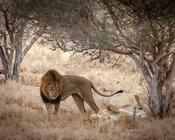 Lions photographed in various National Parks in Africa, Kenya and Tanzania