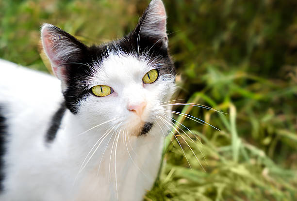 Portrait of a black and white cat. Close-up. Selective focus.