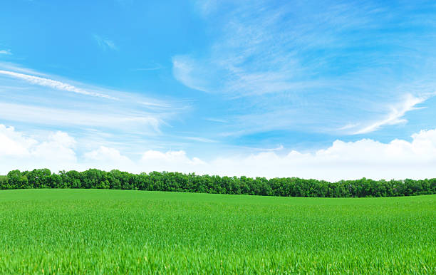 istock Summer landscape with a vast green field under a majestic sky 2210406388