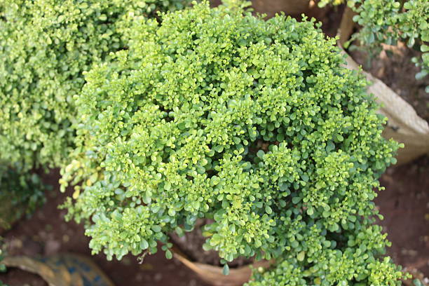 close-up of Buxus microphylla leaves