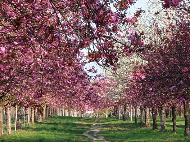 spring sakura blossom