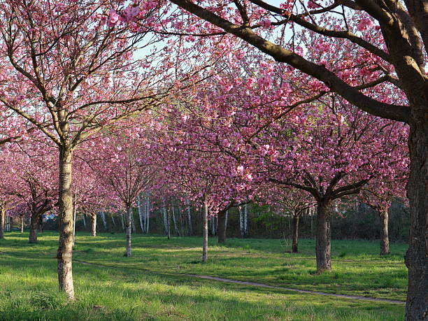 istock Japanese cherry blossoms in Berlin 2210408386