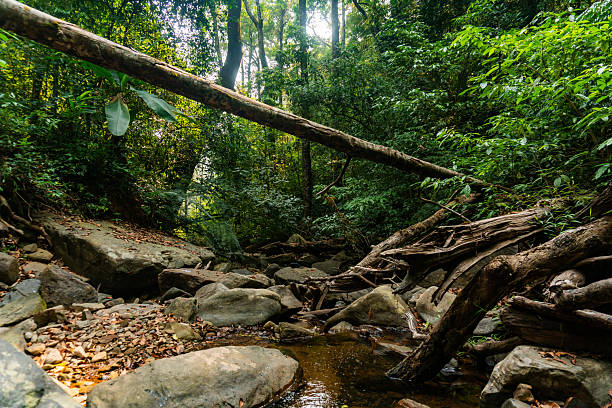 istock stream flowing in the ever green forest 2210408730
