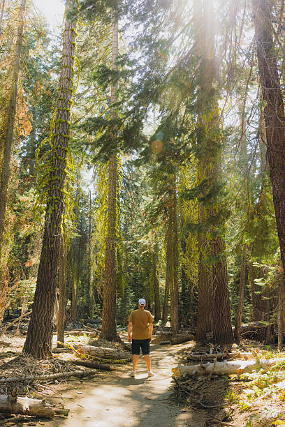 istock Man Hiking in Sunny Pine Forest at Yosemite Valley 2210409671