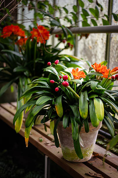 istock Potted Flowers in a Botanical Garden 2210412794