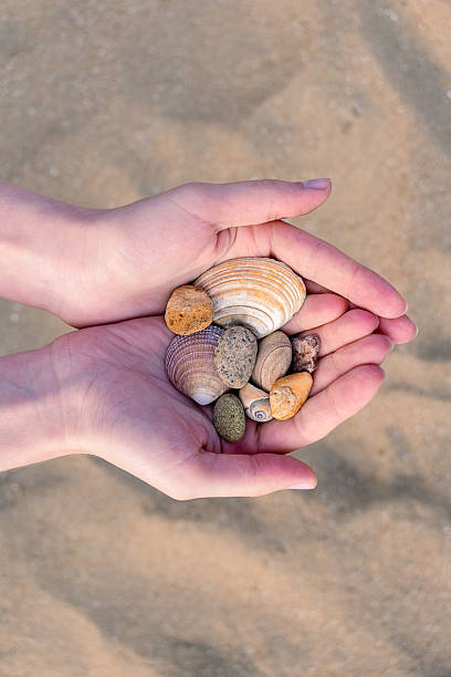 istock A handful of shells in beautiful woman hands. 2210413047