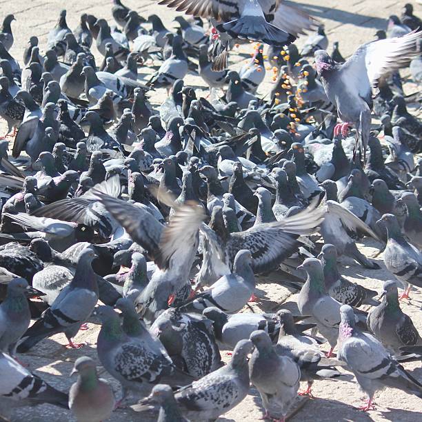 istock The pigeon parade 2210413970