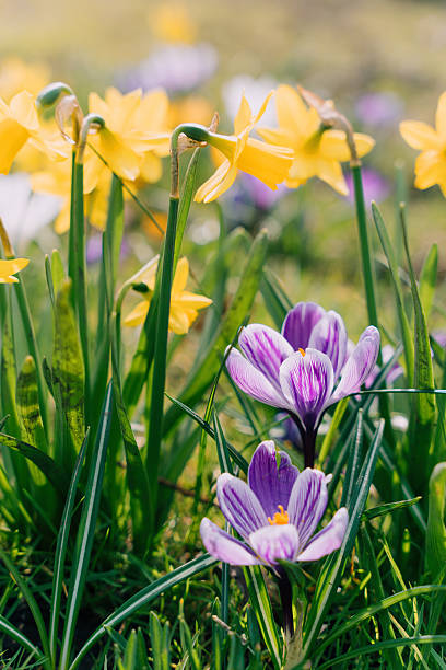 istock Yellow Daffodils And Purple Crocuses In Spring Garden 2210414131