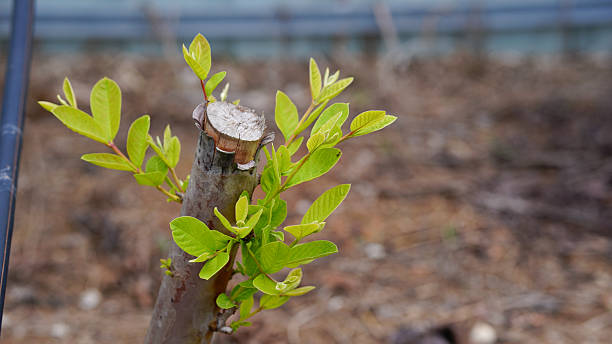 istock Close up of a growing guava tree. 2210414160