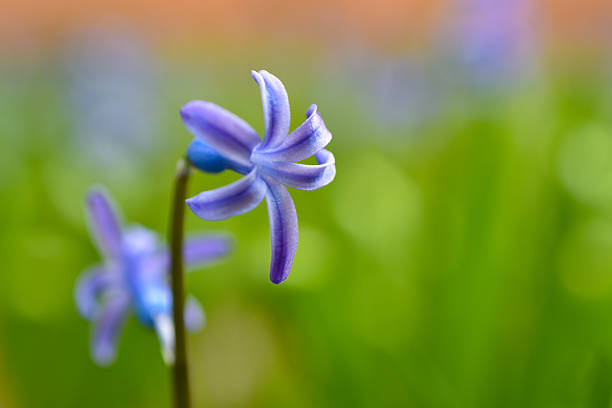 Hyacinthus orientals flower - blue flower in a public garden