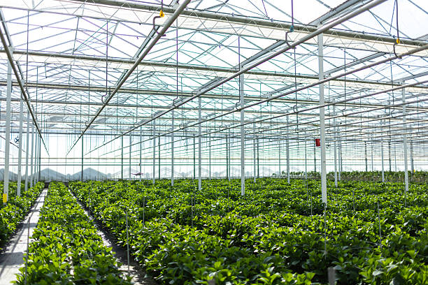 Hydrangea growth in a small business Greenhouse in Holland