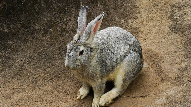 istock A cute gray rabbit  on a warm summer day. 2210414622