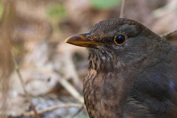 istock female blackbird in the forest 2210414919