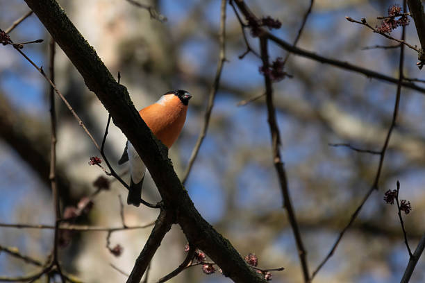 Male bullfinch on a bird feeder