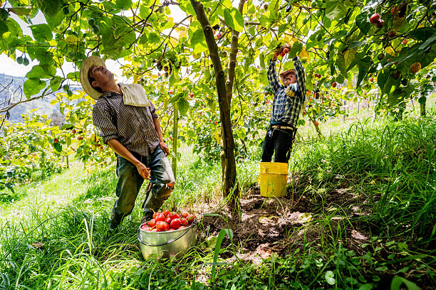 Farmers harvesting tomatoes on a sunlit tomato farm