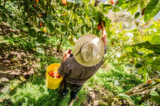 Farmer harvesting tomatoes on a sunlit tomato farm