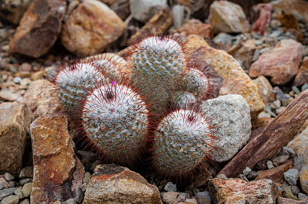 istock Mammillaria Carmena Cactus on Natural Stone Background 2210417897