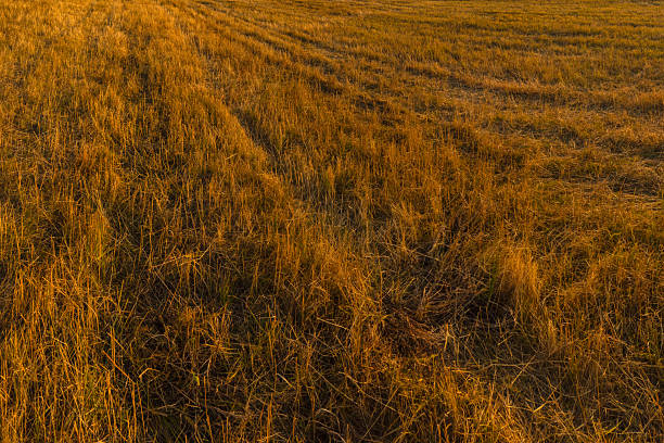 A close-up view captures a field with golden straw stubble remaining after harvest. The low evening light casts long shadows across the textured surface of the field.