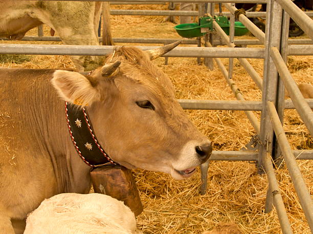 Female cow with copper collar and bell.