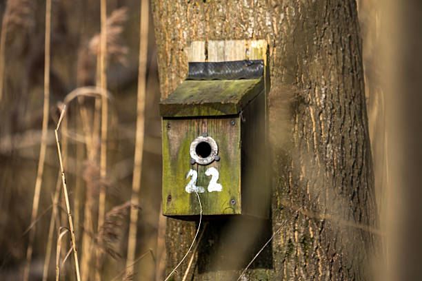 istock A numbered nesting box in a nature reserve in Suffolk, UK 2210419396