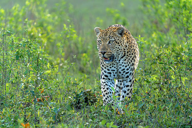 istock Leopard male in Sabi Sands Game Reserve 2210421701
