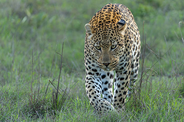 istock Leopard male in Sabi Sands Game Reserve 2210421814