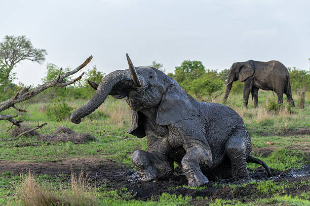 Elephant bull taking a mud bath in Manyeleti Game Reserve in the Greater Kruger Region in South Africa