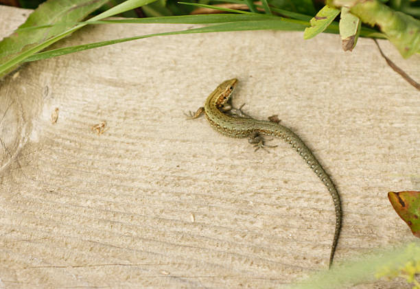 Common lizard or Viviparous lizard, small Zootoca vivipara.