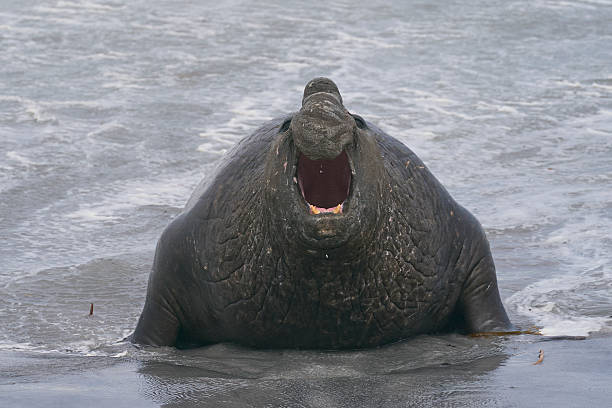 Southern Elephant Seal fight for dominance