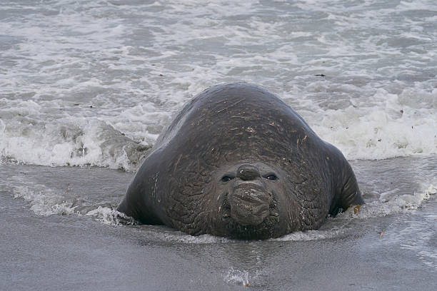 Dominant male Southern Elephant Seal (Mirounga leonina) fights with a rival for control of a large harem of females during the breeding season on Sea Lion Island in the Falkland Islands.