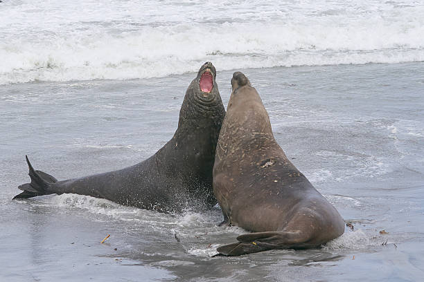 istock Southern Elephant Seal fight for dominance 2210425627