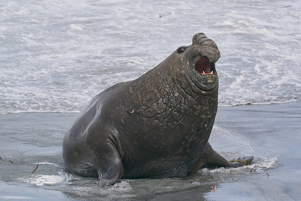 istock Southern Elephant Seal fight for dominance 2210425630