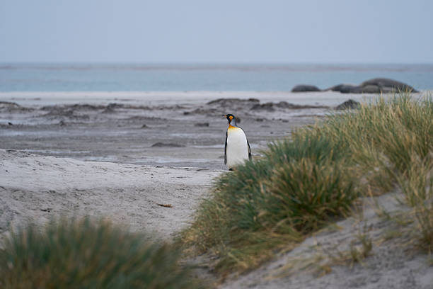 istock King Penguin walking through tussock grass 2210426679