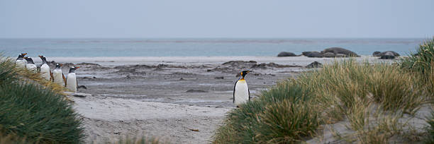 istock Penguins on the Falkland Islands 2210426711