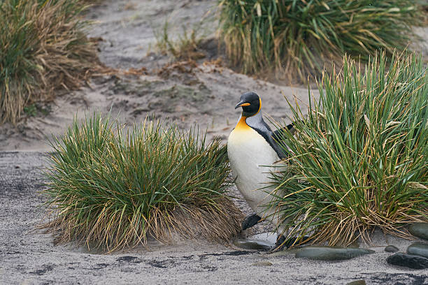 istock King Penguin walking through tussock grass 2210426783