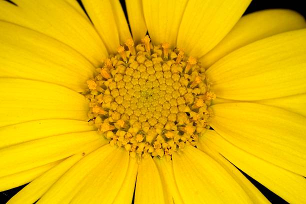 istock Coleostephus mykonis flower 2210430198