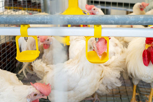 istock Water dispenser system in poultry farm for feeding chickens 2210430242